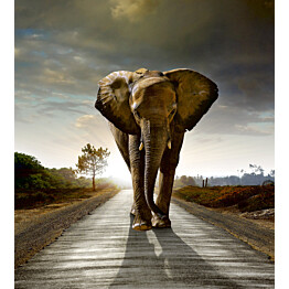 Kuvatapetti Dimex  Walking Elephant 225 x 250 cm