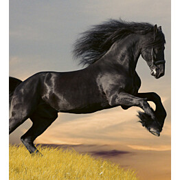 Kuvatapetti Dimex  Horse  225 x 250 cm