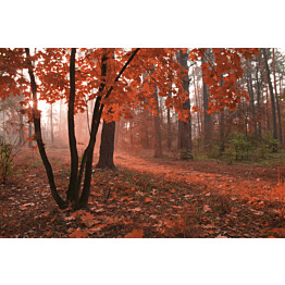 Kuvatapetti Dimex  Misty Forest 375 x 250 cm