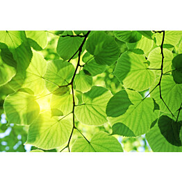 Kuvatapetti Dimex  Green Leaves 375 x 250 cm