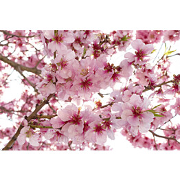 Kuvatapetti Dimex  Apple Blossom 375 x 250 cm
