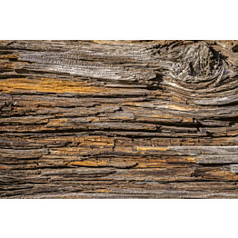 Kuvatapetti Dimex  Tree Bark 375 x 250 cm
