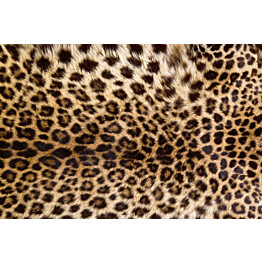 Kuvatapetti Dimex  Leopard Skin 375 x 250 cm