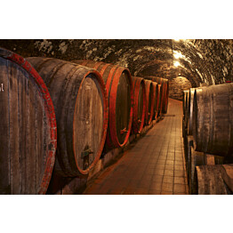 Kuvatapetti Dimex  Wine Barrels 375 x 250 cm