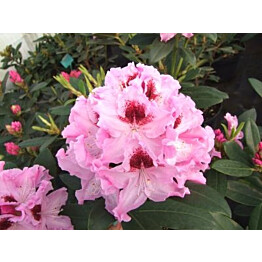 Alppiruusu Rhododendron Maisematukku Royal Butterfly 30-40