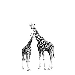 Kuvatapetti PhotowallXL Two Giraffes 158701 1395x2790 mm