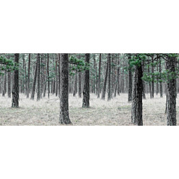 Kuvatapetti Rebel Walls Pine Forest, non-woven, mittatilaus