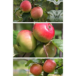 Omenapuu Malus domestica Maisematukku Perheomena 3-4 eri lajiketta