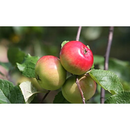 Omenapuu Malus domestica Maisematukku Punakaneli hillittykasvuinen