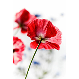 Paneelitapetti PhotoWallXL Red Poppy 158003 1860x2790 mm