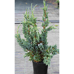 Rohtokataja Juniperus sq. Maisematukku Blue Compact 30-40