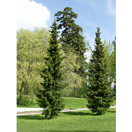 Serbiankuusi Picea glauca Maisematukku Picea omorika 100-120