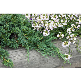 Sinilaakakataja Juniperus hor. Maisematukku Glauca 30-40