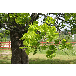 Tammi Quercus robur Maisematukku 150-200