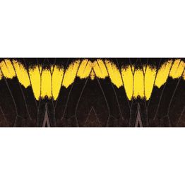 Valokuvatapetti Quattro Butterwings 8-osainen 372x280 cm