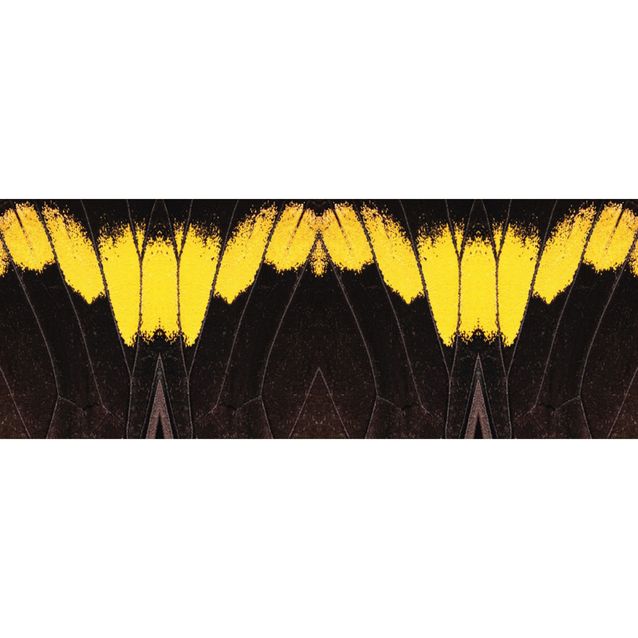 Valokuvatapetti Quattro Butterwings 8-osainen 372x280 cm