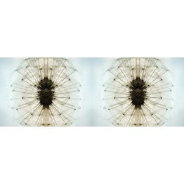 Valokuvatapetti Quattro Dandelion 8-osainen 372x280 cm