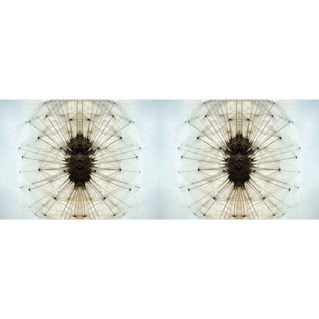 Valokuvatapetti Quattro Dandelion 8-osainen 372x280 cm