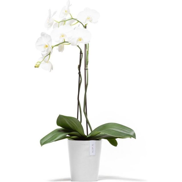 Kukkaruukku Ecopots Morinda