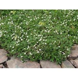 Grönlanninhanhikki Sibbaldiopsis tridentata Nuuk