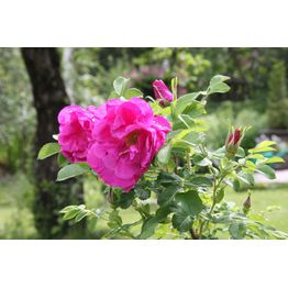 Hansaruusu Rosa Viheraarni Hansa