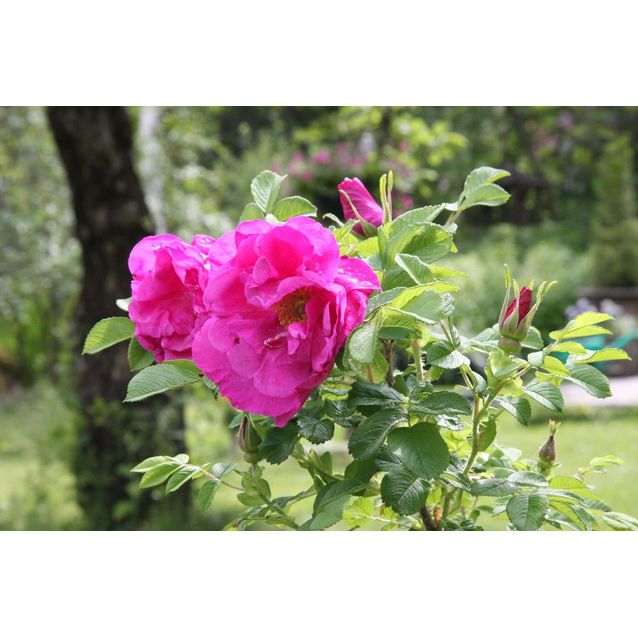 Hansaruusu Rosa Maisematukku Hansa