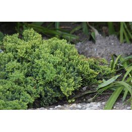 Harokataja Juniperus procumbens Viheraarni Nana 30-40