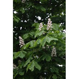 Hevoskastanja Aesculus hippocastanum Viheraarni 150-200