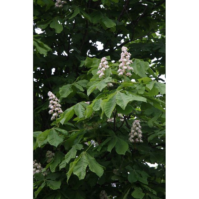 Hevoskastanja Aesculus hippocastanum Maisematukku 150-200