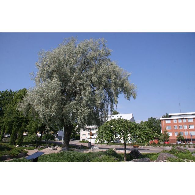 Hopeasalava Salix alba var. Sericea Maisematukku Sibirica