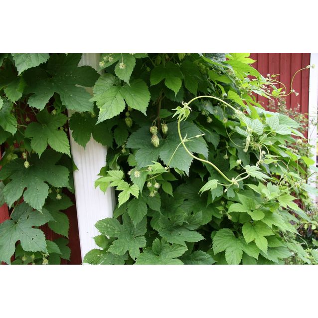 Humala Humalus lupulus Maisematukku