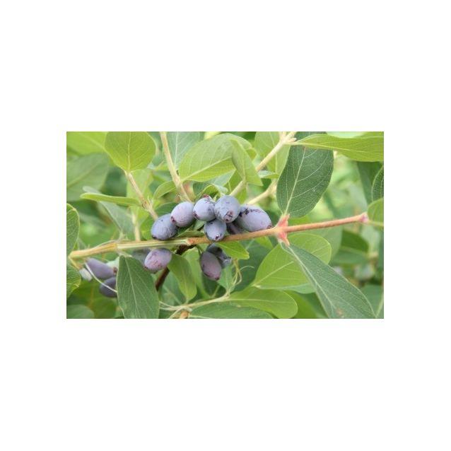 Hunajamarja Lonicera caerulea var. Kamtschatica Maisematukku Onni