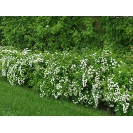 Idänvirpiangervo Spiraea chamaedryfolia Viheraarni