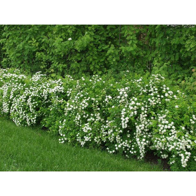 Idänvirpiangervo Spiraea chamaedryfolia Maisematukku