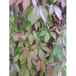 Imukärhivilliviini Parthenocissus quinq. Viheraarni Engelmannii