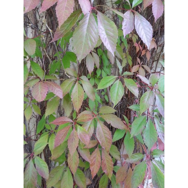 Imukärhivilliviini Parthenocissus quinq. Maisematukku Engelmannii