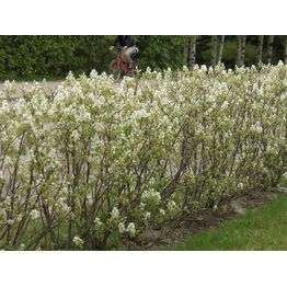 Isotuomipihlaja Amelanchier spicata Viheraarni aitataimi