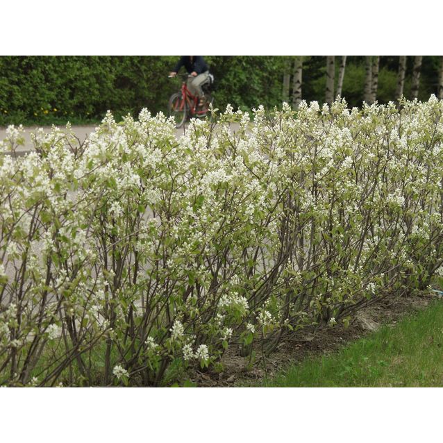 Isotuomipihlaja Amelanchier spicata Maisematukku aitataimi