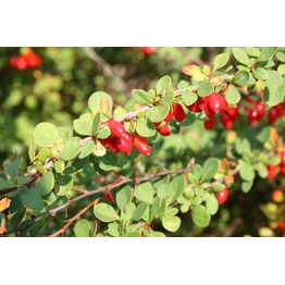 Japaninhappomarja Berberis thunbergii Viheraarni