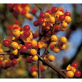 Japaninkelasköynnös Celastrus orbiculatus Viheraarni