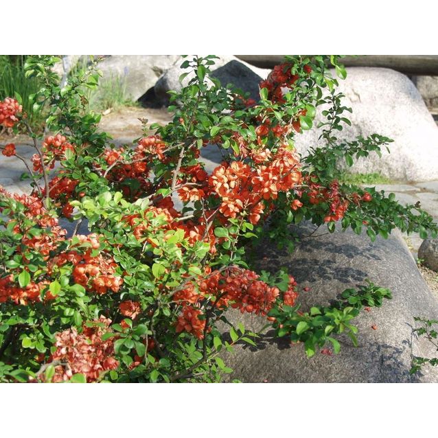 Japaninruusukvitteni Chaenomeles japonica Maisematukku