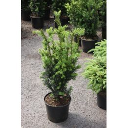 Kääpiöjapaninmarjakuusi Taxus cuspidata Viheraarni Nana 30-40