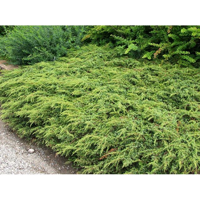 Kääpiökataja Juniperus communis Maisematukku Repanda 30-40