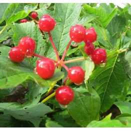 Kääpiökoiranheisi Viburnum opulus Viheraarni Compactum