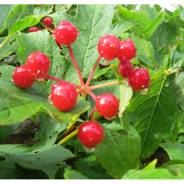 Kääpiökoiranheisi Viburnum opulus Maisematukku Compactum