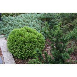 Kääpiöpallotuija Thuja occ. Viheraarni Danica 25-30