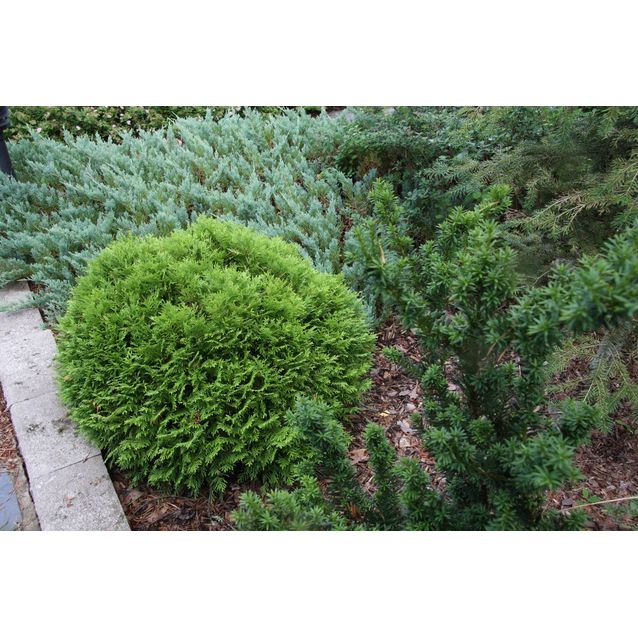 Kääpiöpallotuija Thuja occ. Maisematukku Danica 25-30