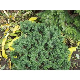 Kääpiöpalsamipihta Abies balsamea Viheraarni Nana 30-40