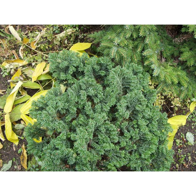 Kääpiöpalsamipihta Abies balsamea Maisematukku Nana 30-40