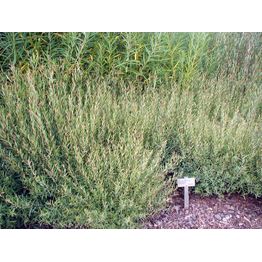 Kääpiöpunapaju Salix purpurea Viheraarni Nana